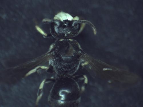 Hylaeus dilatatus